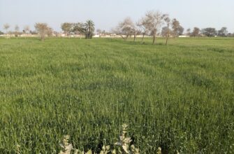 yield farm solana on compound step by step