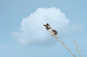 claim pepe airdrop on layerzero