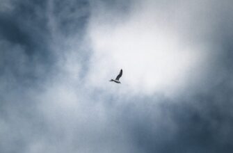 collect ethereum airdrop on optimism