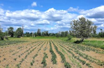 farm avax on aave step by step