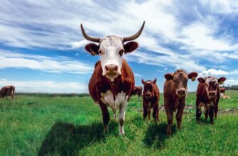 farm ethereum on beefy finance guide