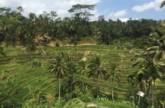 farm solana on yearn finance best apy