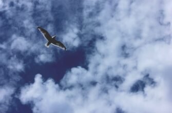 free sol airdrop in philippines