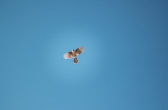 get zro airdrop on kucoin