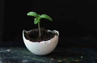 how to backup seed phrase without kyc