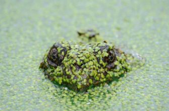 how to claim arb airdrop legit