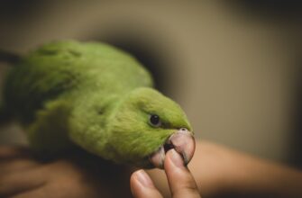 how to claim pepe airdrop step by step