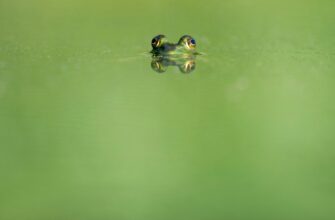 how to free pepe airdrop legit
