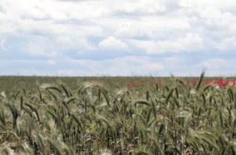how to report defi yield in argentina