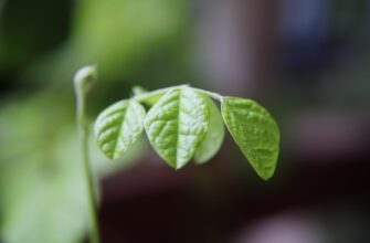 is it safe to backup seed phrase anonymously