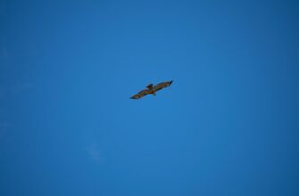 qualify for eth airdrop on polygon