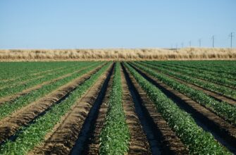 yield farm cardano on coinbase staking low risk