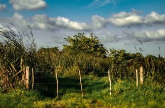 farm cardano on pendle best apy